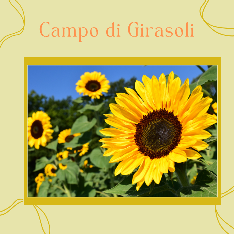 Special Bag Campo di Girasoli