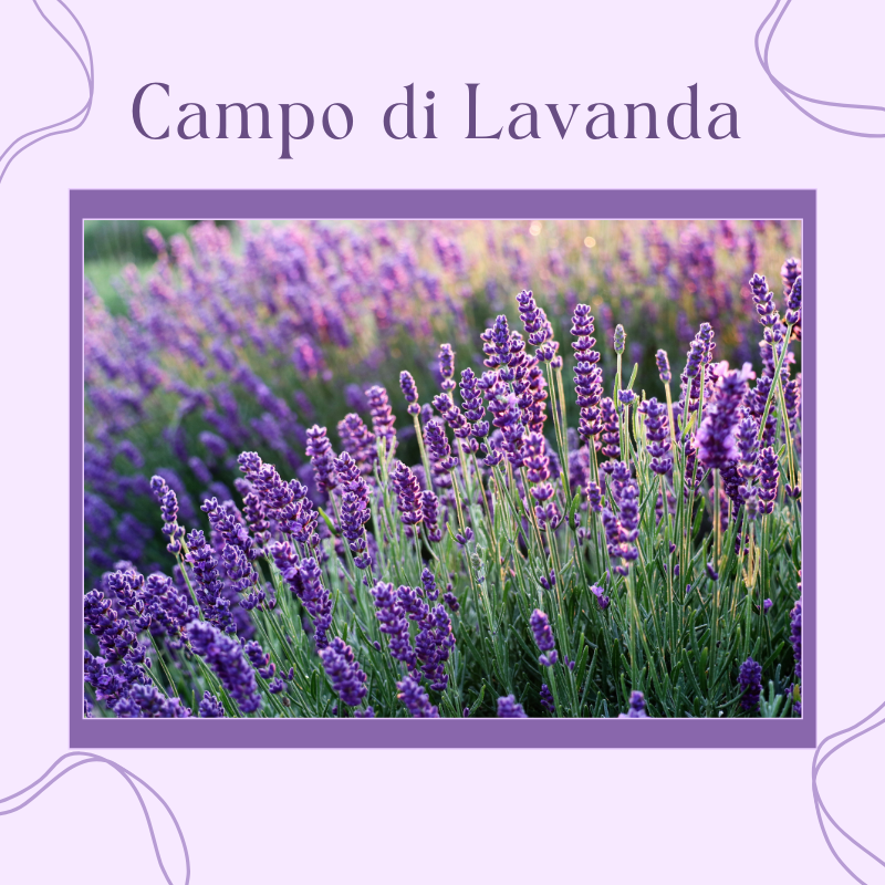 Special Bag Campo di Lavanda